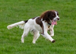 springer spaniel, spaniel, dog-4805678.jpg