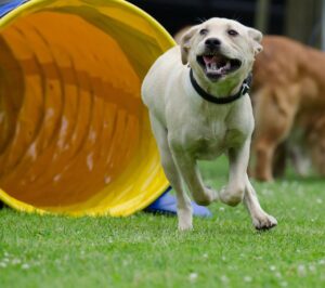 labrador, agility, tunnel-672772.jpg